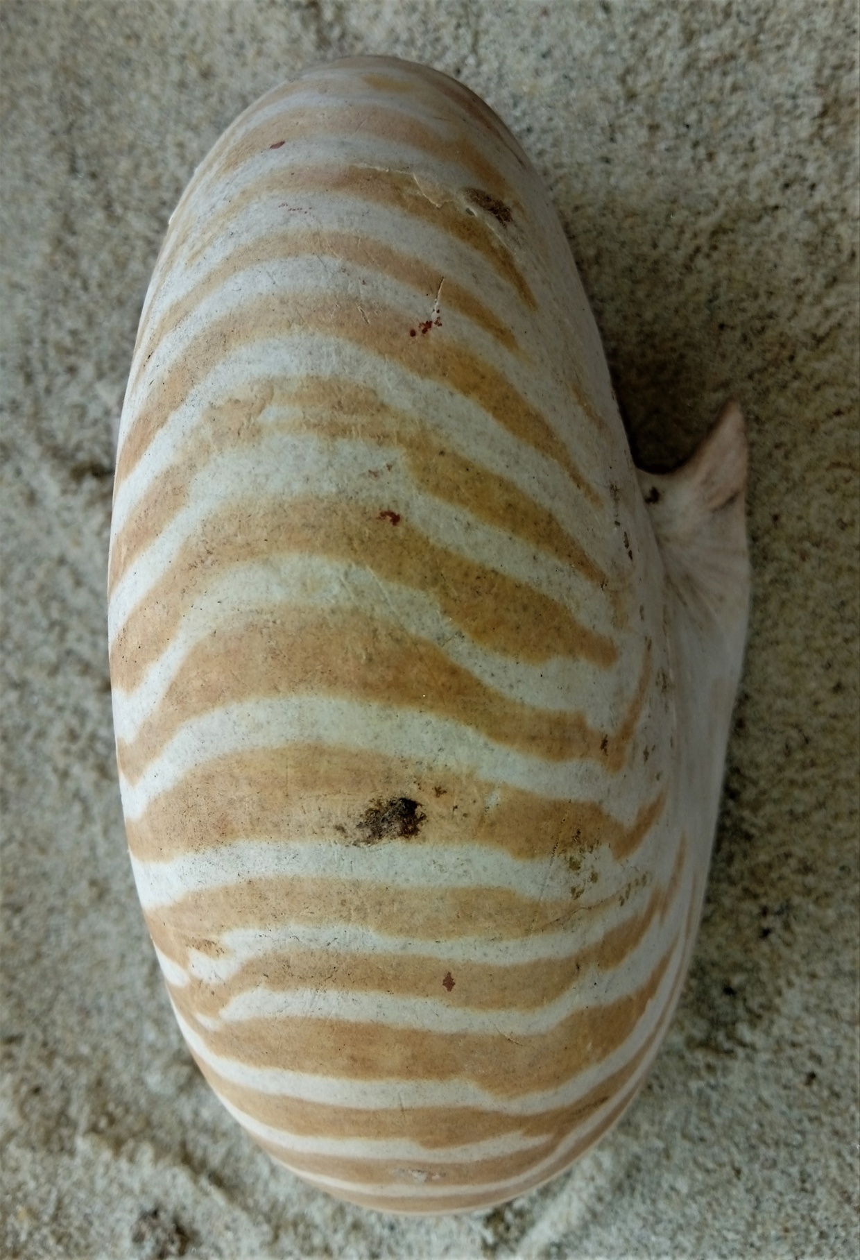Nautilus shell found at Kijongo Bay Resort