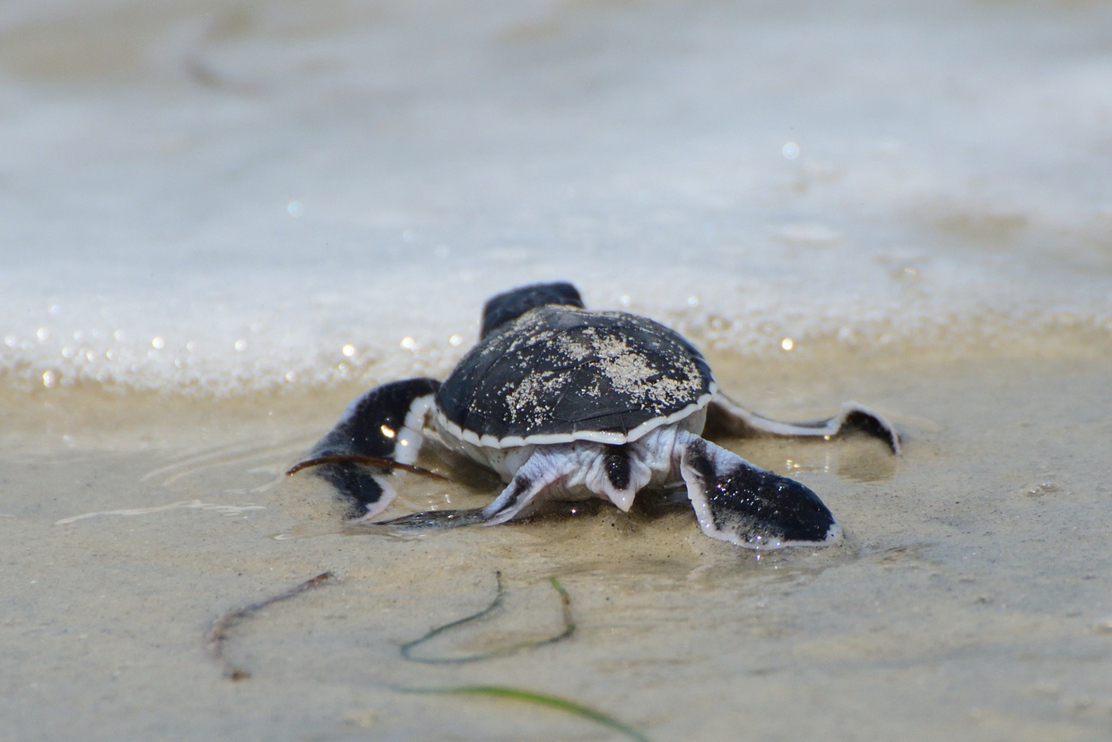 green turtle hatchling going for first swim