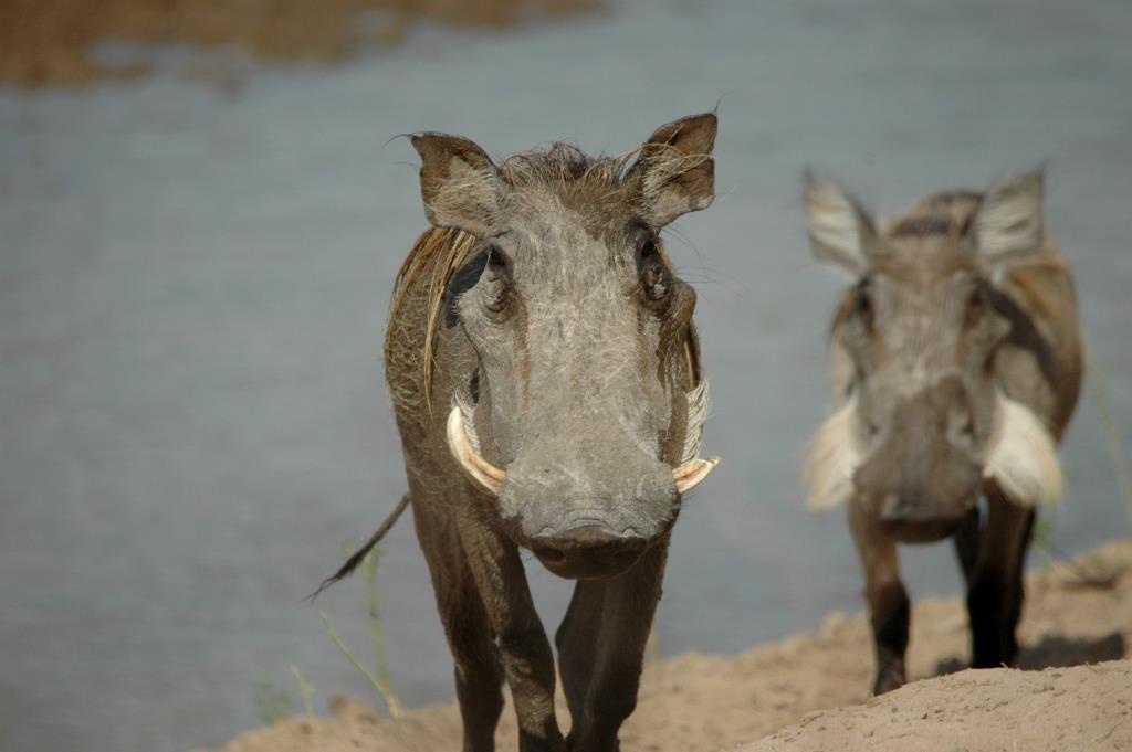 Warthogs, Saadani National Park