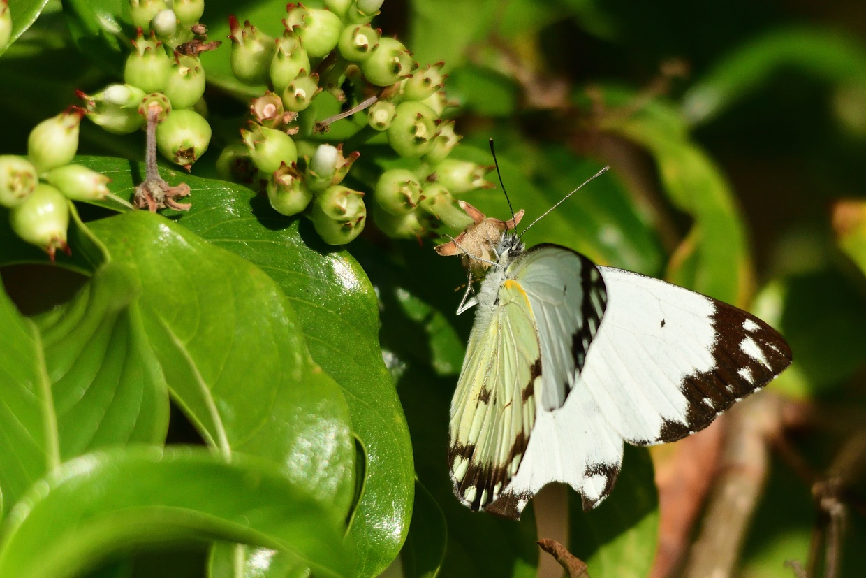 Mocker swallowtail  Papilio dardanus