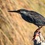 Birdlife on Msangazi River