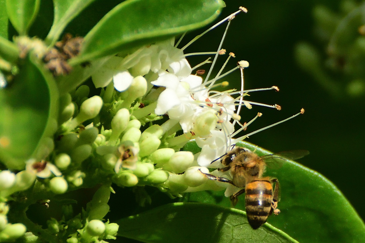 Bees are specialized pollinators