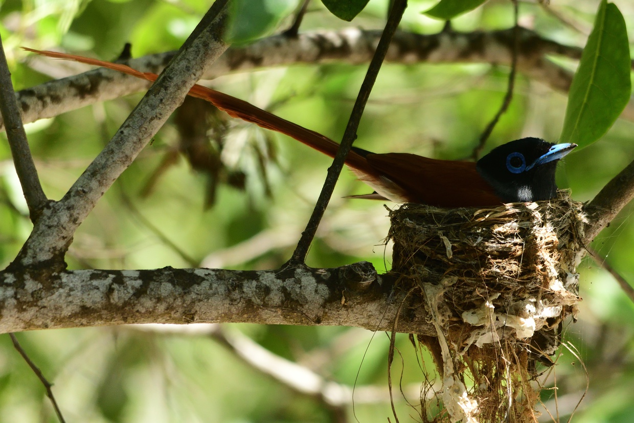 African paradise fly catcher nesting at Kijongo