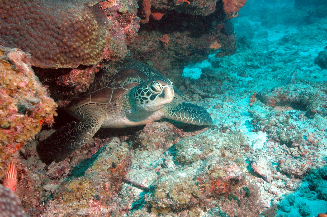 Green turtle, Mnemba Atoll