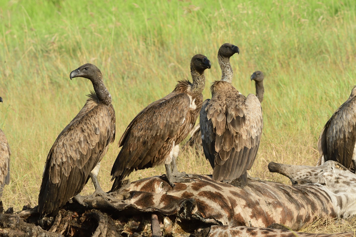 White backed vultures on a giraffe carcass, Saadani National Park