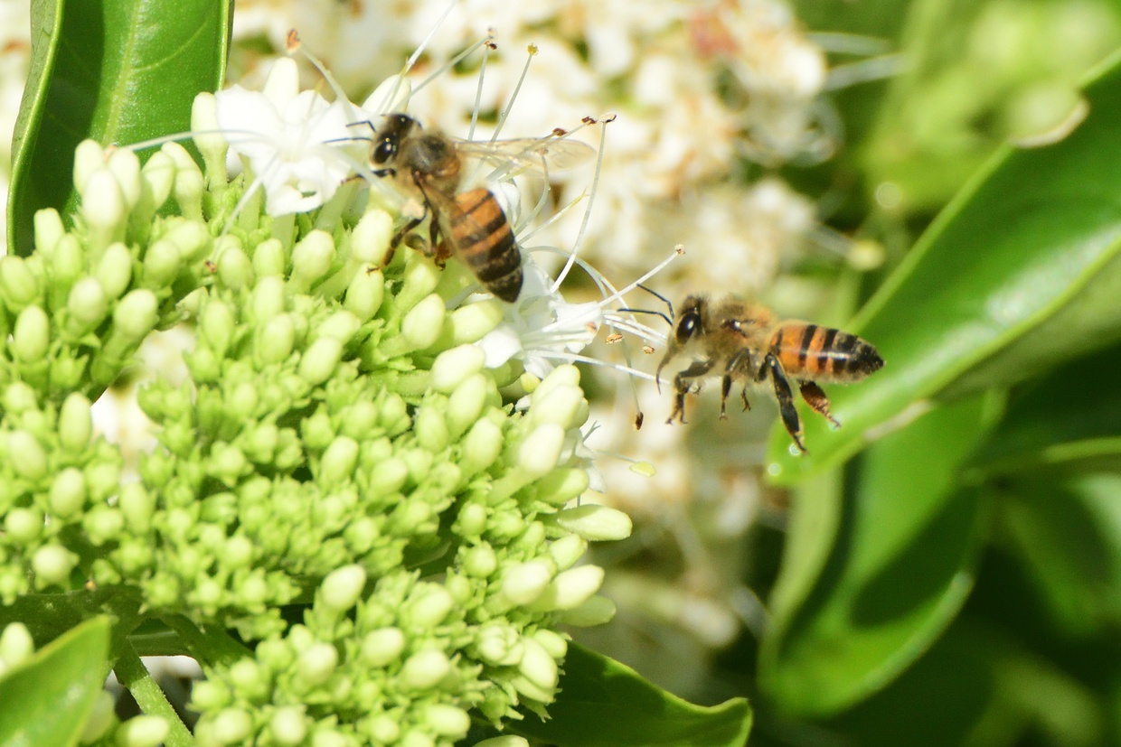 Bee pollinators