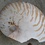Chambered Nautilus (Nautilus pompilius) 