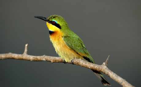 Little bee-eater (Merop pusillus) Kijongo Bay Resort