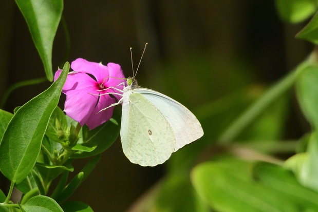 Butterfly found at Kijongo Bay Resort