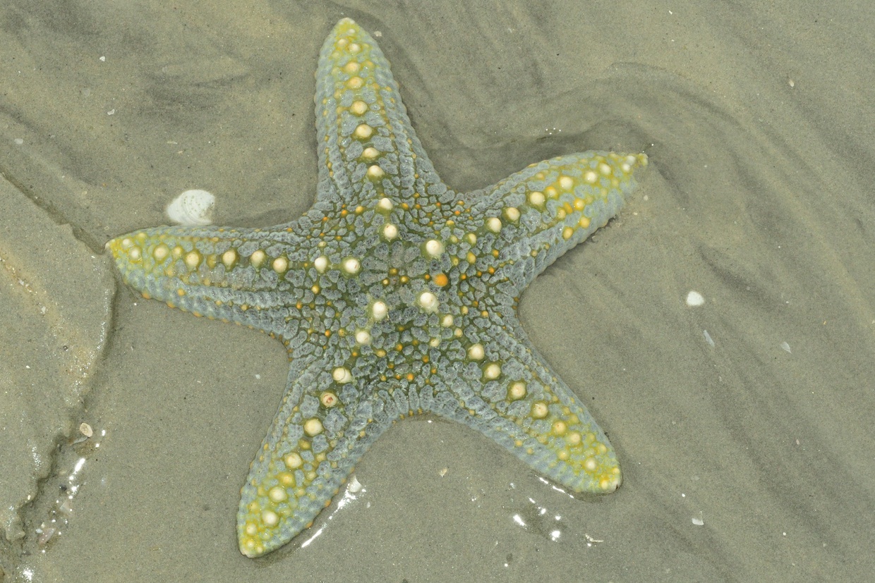 Pentaceraster tuberclatus  Tubarcle Starfish
