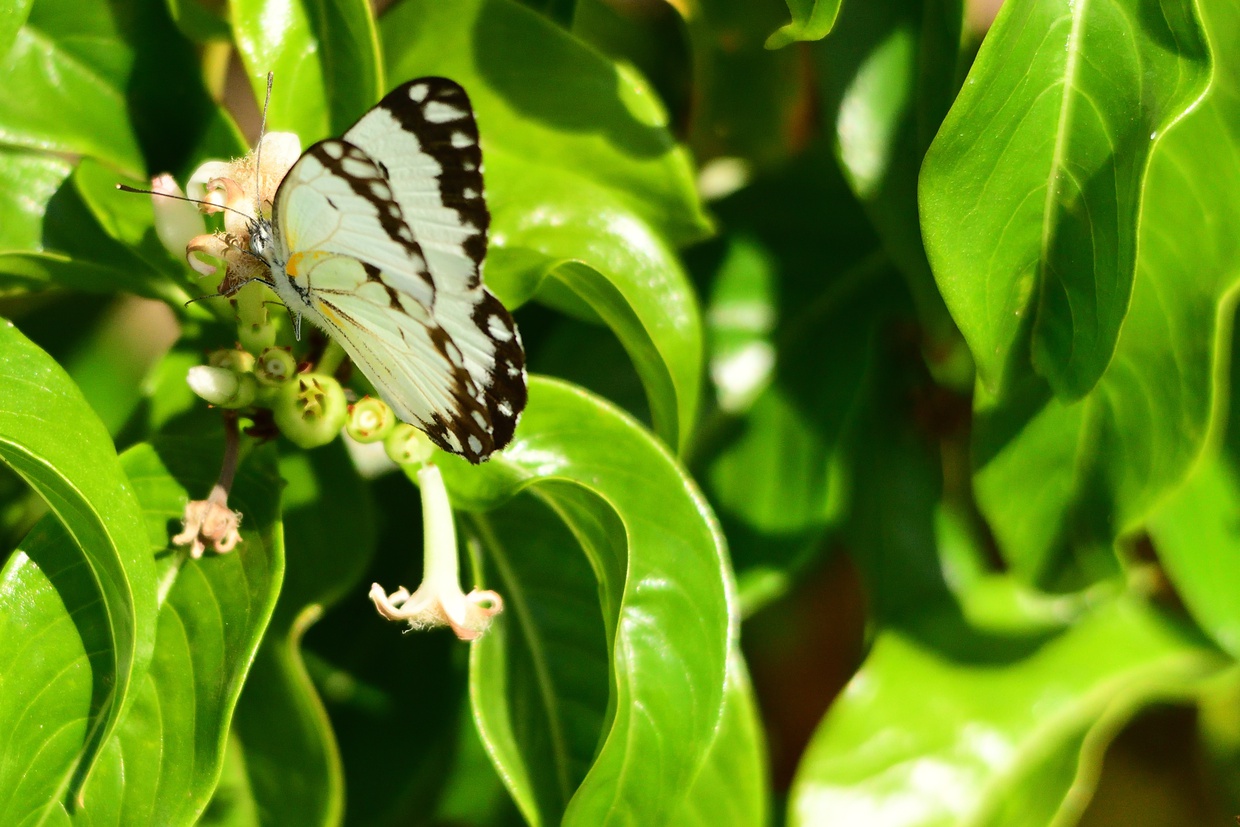  Mocker swallowtail  Papilio dardanus