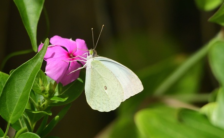 Butterfly found at Kijongo Bay Resort