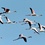 Greater Flamingos visit Kijongo