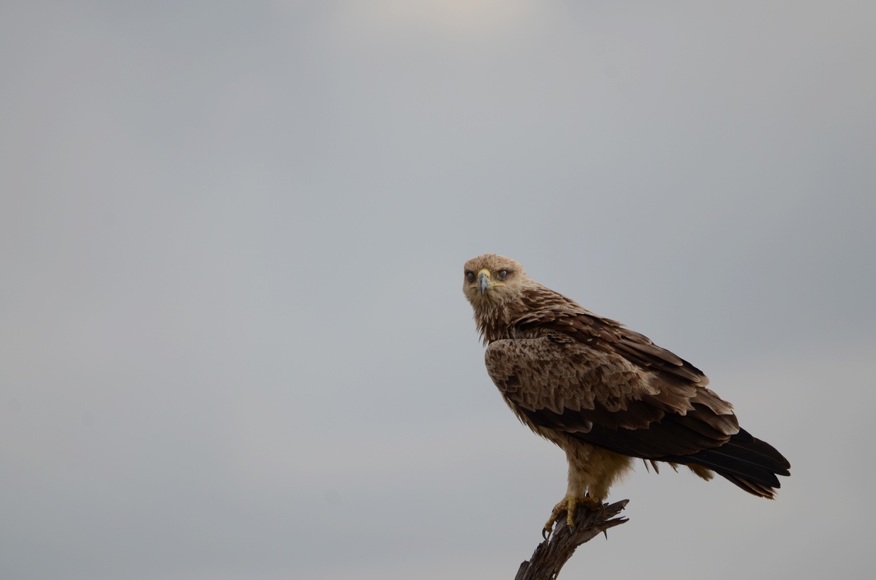 Tawny eagle, Saadani National Park