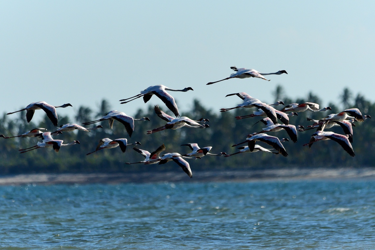 Greater flamingos flying in front of Kijongo Bay Resort