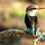 Kingfishers of Kijongo Bay and Surrounds