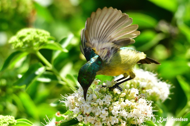 Female collard sunbird