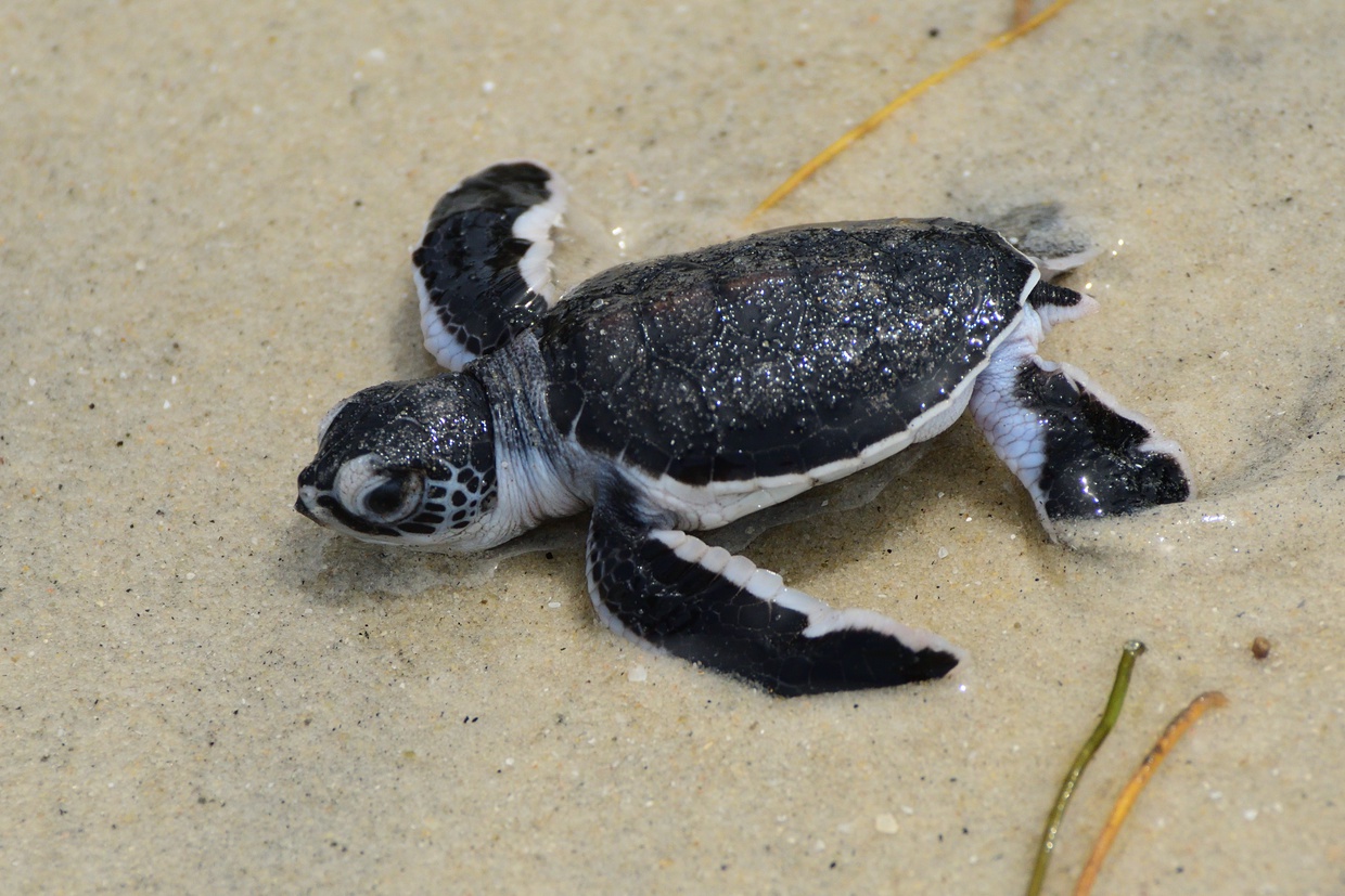 Newly hatched green turtle