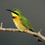 Bee-eaters of Kijongo Bay and surrounds
