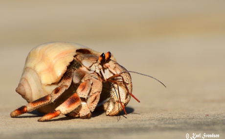 Ruggie hermit crab (Coenobita rugosus)