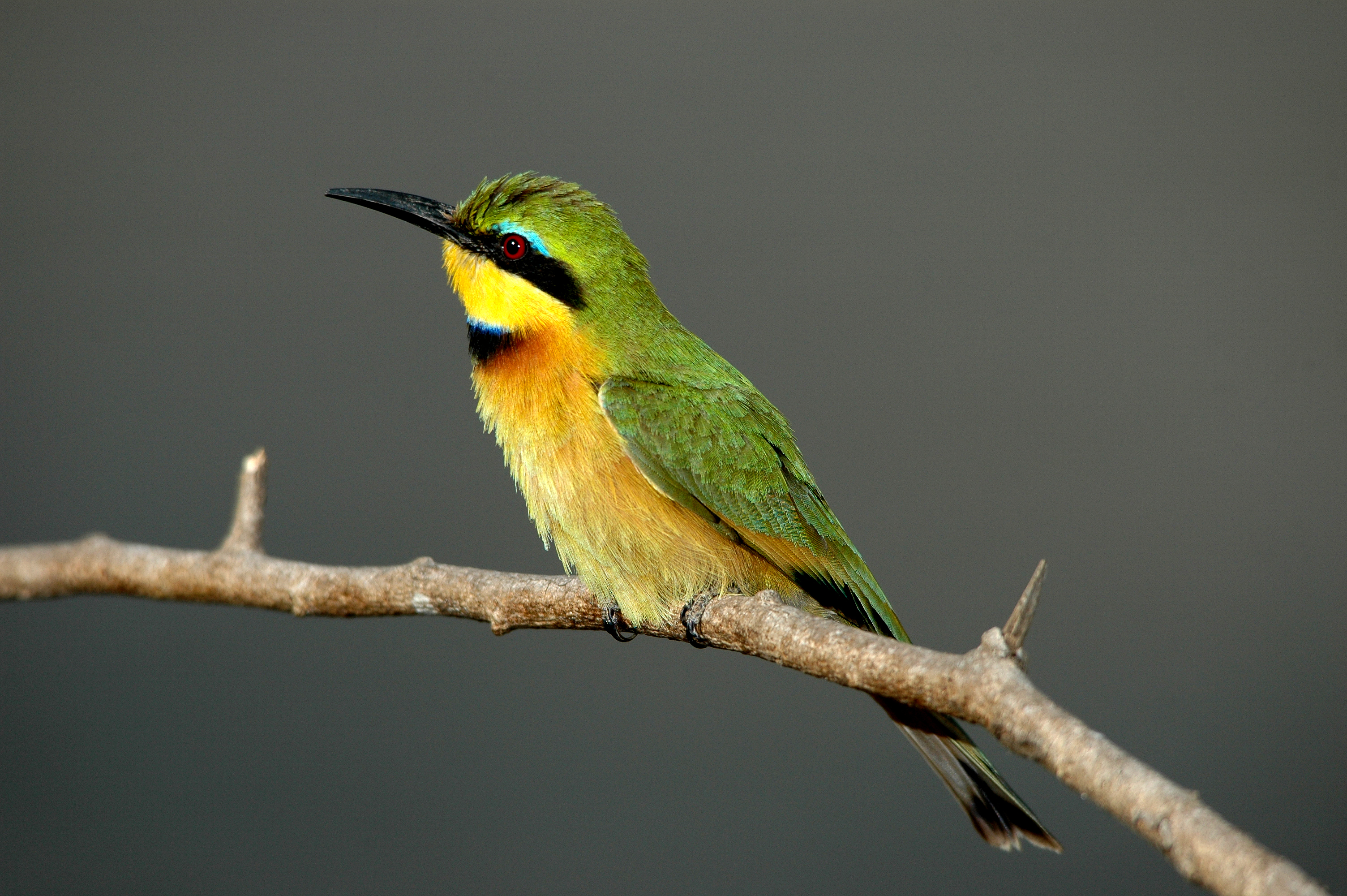 Bee-eaters of Kijongo Bay and surrounds - Kijongo Bay