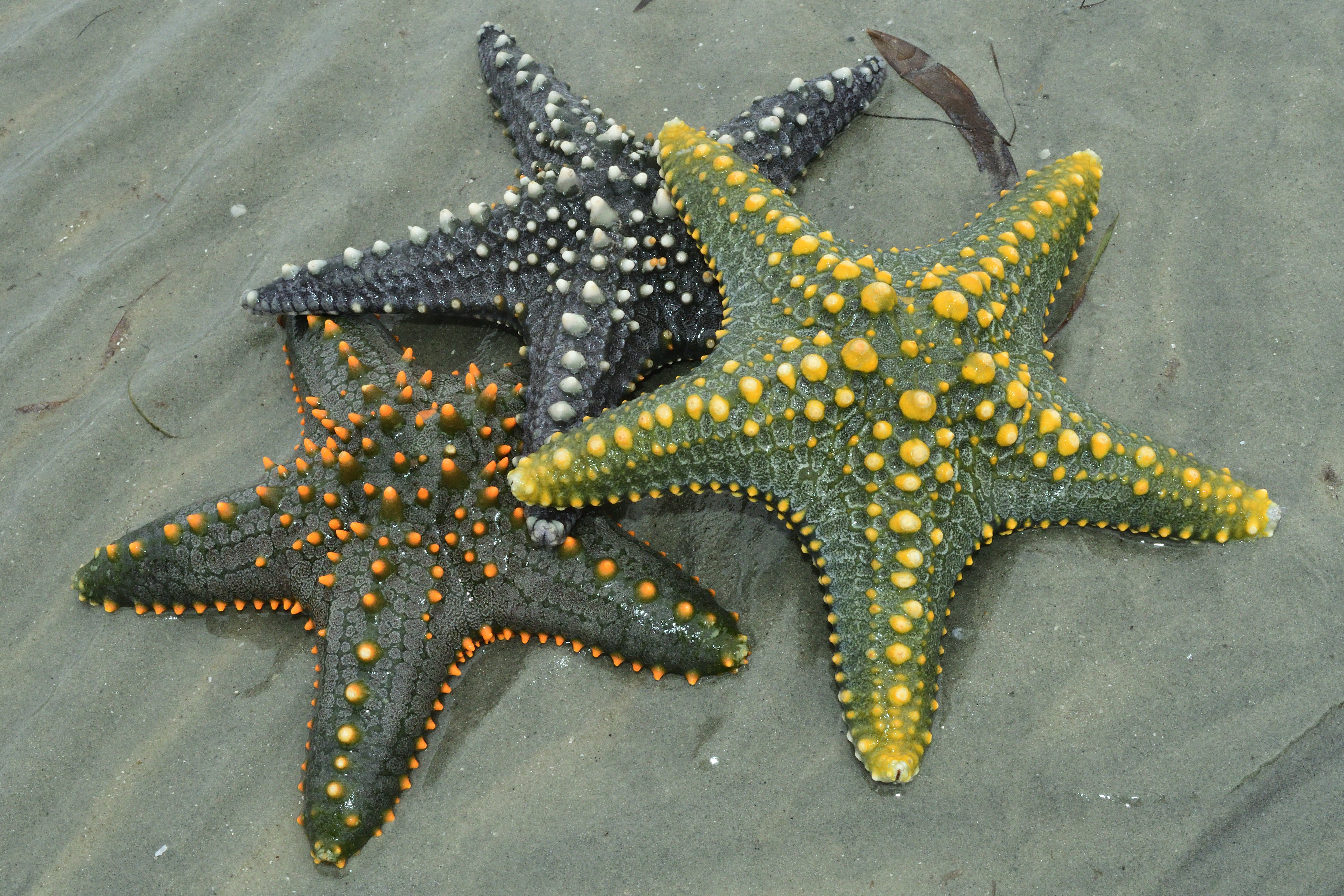 Starfish - Kijongo Bay Starfish - Kijongo Bay